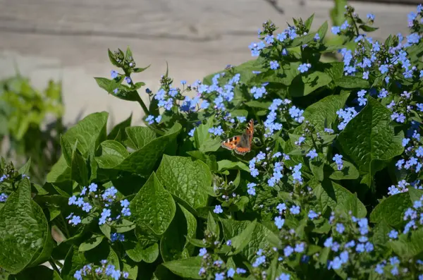 çiçekli bitkiler ve tohum ambalaj, doğal koruyucu