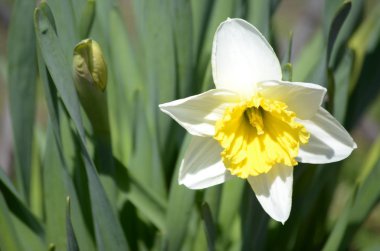 çiçekli bitkiler ve tohum ambalaj, doğal koruyucu