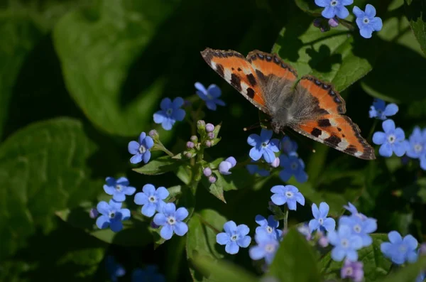 çiçekli bitkiler ve tohum ambalaj, doğal koruyucu