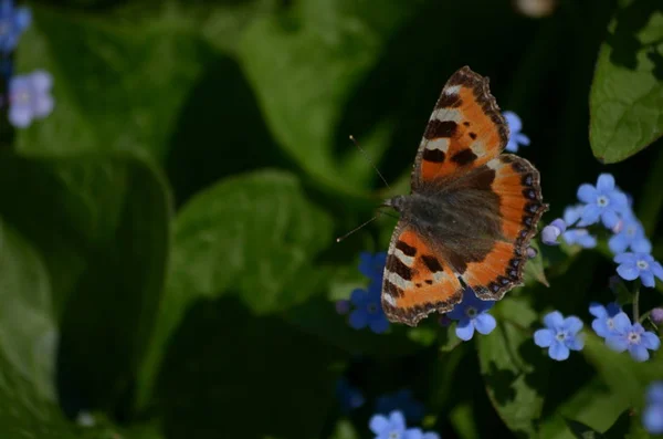 çiçekli bitkiler ve tohum ambalaj, doğal koruyucu
