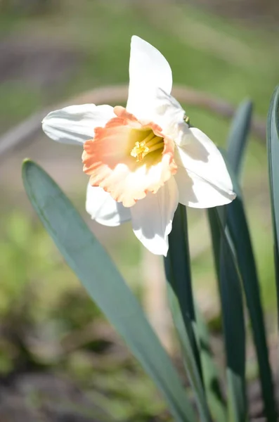 çiçekli bitkiler ve tohum ambalaj, doğal koruyucu