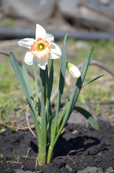 çiçekli bitkiler ve tohum ambalaj, doğal koruyucu