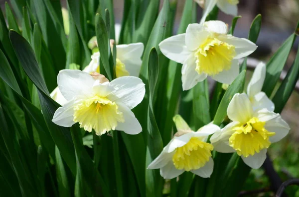 çiçekli bitkiler ve tohum ambalaj, doğal koruyucu