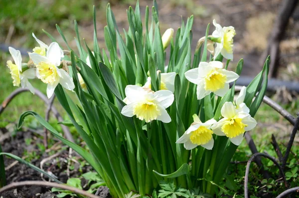 çiçekli bitkiler ve tohum ambalaj, doğal koruyucu