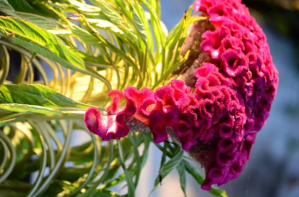 Ortanca Çiçek bahçesindeki güzel bush