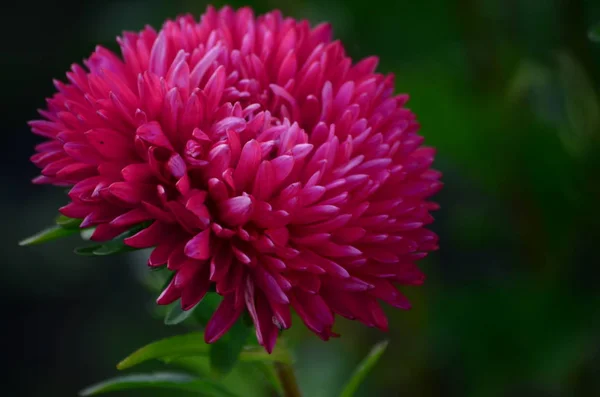 çiçekli bitkiler ve tohum ambalaj, doğal koruyucu