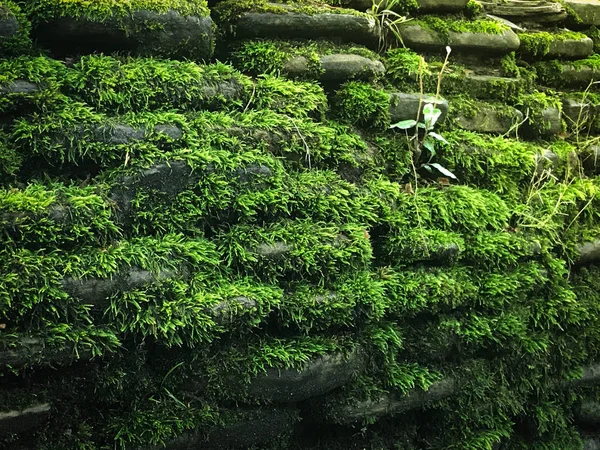 Каменная Стена Глубоком Лесу Покрытая Зеленым Мхом Пахнет Влагой Землей — стоковое фото