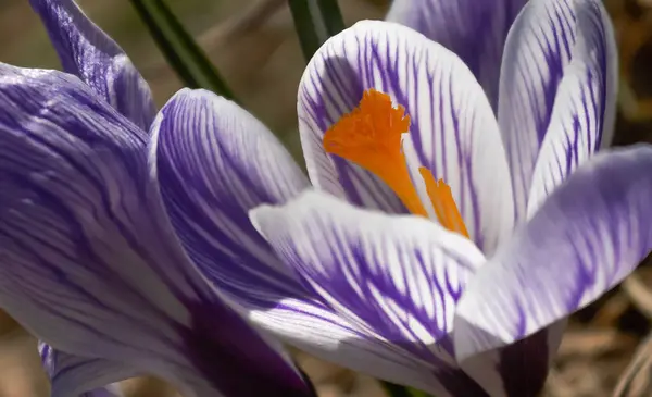 Bud Sáfrány Fehér Kék Csíkkal Közelről Narancs Porzószálból Virág — Stock Fotó