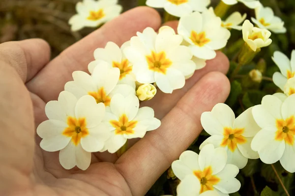 Vita Blommor Med Primrose Gul Center Handen Närbild Bakgrund Gröna — Stockfoto