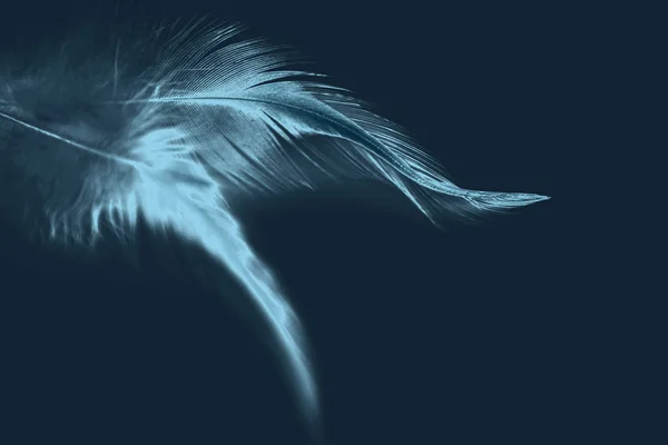 Dark Blue Background Two Bird Feathers Blue Color Negative Copy — Stock Photo, Image