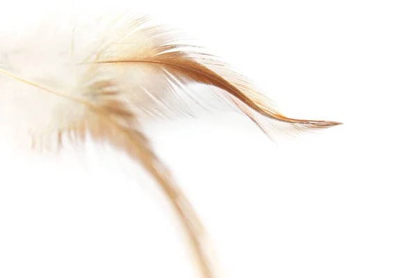 Weißer Abstrakter Hintergrund Mit Zwei Beige Zarten Federn Von Vögeln — Stockfoto