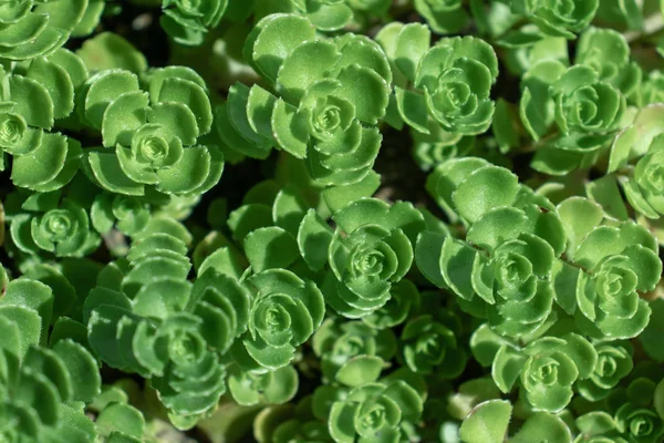Büyük yaprakları ile yeşil zümrüt hendek stonecrop arka plan