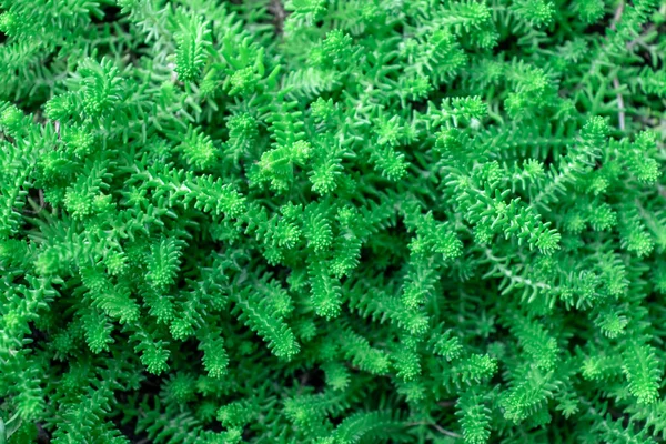 Arka Plan Küçük Yaprakları Ile Yeşil Zümrüt Hendek Stonecrop — Stok fotoğraf