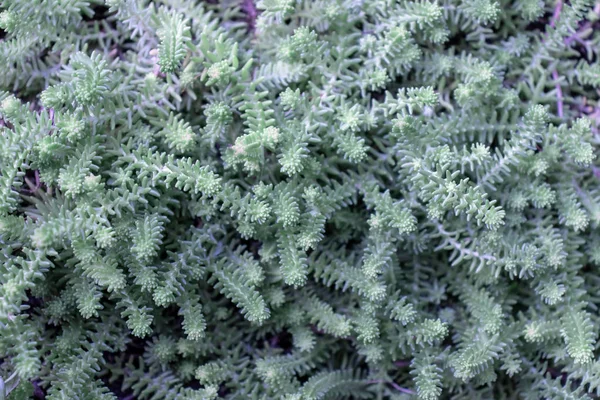 Background of silver colored stonecrop with small leaves