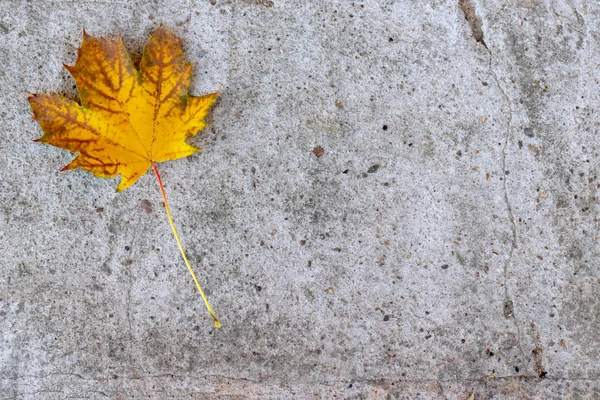 Yellow Autumn Maple Leaf Lying Concrete Cement Background Copy Space — Stock Photo, Image