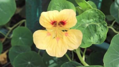 Sarı çiçek nasturtium rüzgarda sallanan, yakın çekim.