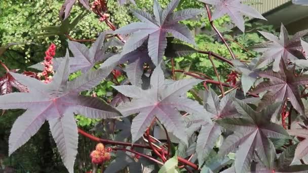 Folhas Planta Óleo Rícino Ricinus Communis Outono Balançando Vento — Vídeo de Stock