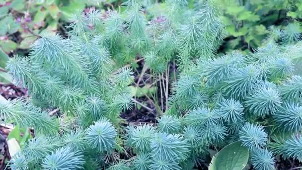 Green Garden Plant Breeze — Stock Video