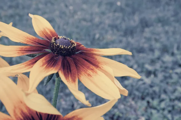 Gyönyörű Virágok Rudbeckia Coneflower Közelről — Stock Fotó