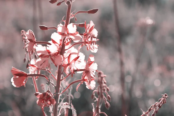 Krásné Růžové Květy Paprscích Slunce Podsvícení Nastavení — Stock fotografie