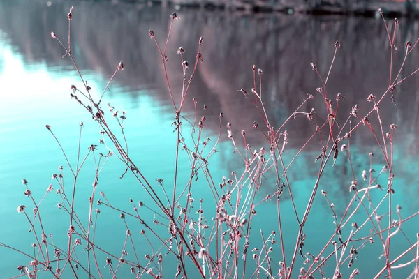 Růžová Sušené Malé Rostliny Pozadí Modré Vody Podzimní Lesní Reflexe — Stock fotografie