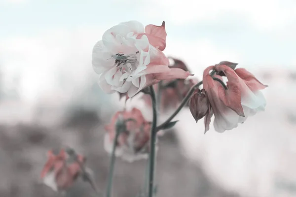 Csomó Aquilegia Tónusú Virágok Rózsaszín Közelkép Pasztell Színek — Stock Fotó