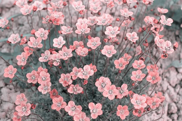 Wiele Małe Różowe Kwiecie Arendsii Skalnica Pastelowe Kolory — Zdjęcie stockowe