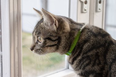 Kedi oturma ve pencereden dışarı bakıyor gri çizgili.