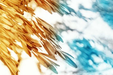 Kuru tohum dişbudak, tonda sarı ve kopya alanı ile mavi arka plan.