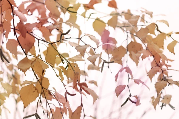 Branche Avec Les Feuilles Jaunes Tournées Bouleau Sur Fond Clair — Photo