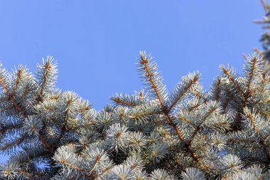 Köknar ağaç dalları üzerinde mavi gökyüzü arka plan kopya alanı ile.