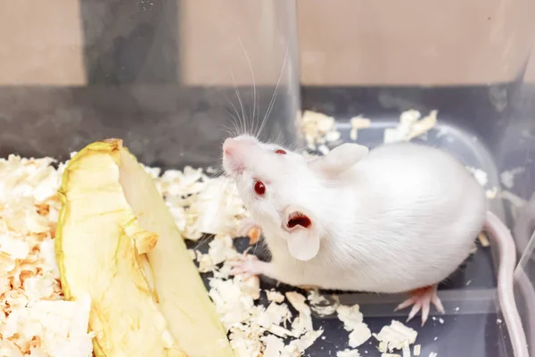 Ratón Albino Blanco Laboratorio Sentado Recipiente Laboratorio Plástico — Foto de Stock