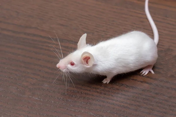 Roztomilé Bílé Laboratorní Myška Hnědé Dřevěné Pozadí — Stock fotografie