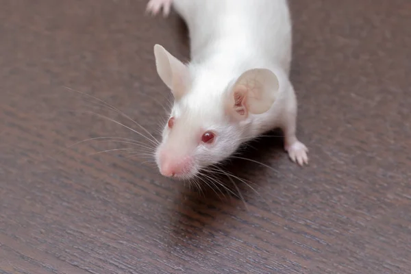 Rato Laboratório Branco Pequeno Bonito Fundo Madeira Marrom — Fotografia de Stock