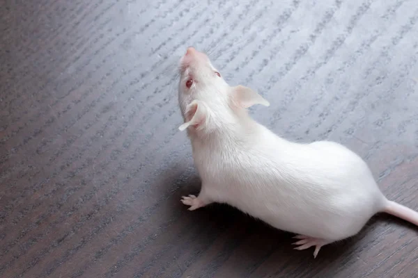 Cute Little Myszy Laboratoryjnych Biały Brązowym Tle Drewnianych — Zdjęcie stockowe