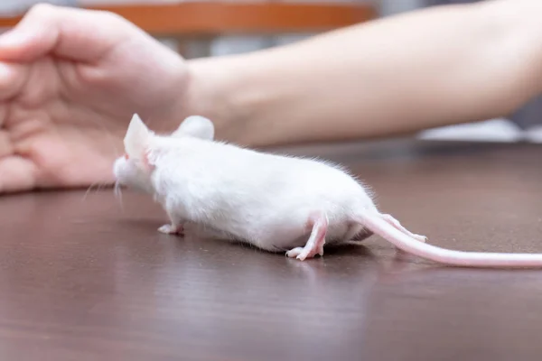 Dziecko Bawi Się Całkiem Ładny Mały Biały Laboratorium Mysz — Zdjęcie stockowe