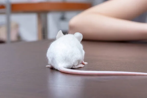 Criança Brincando Com Muito Bonito Pequeno Rato Laboratório Branco — Fotografia de Stock