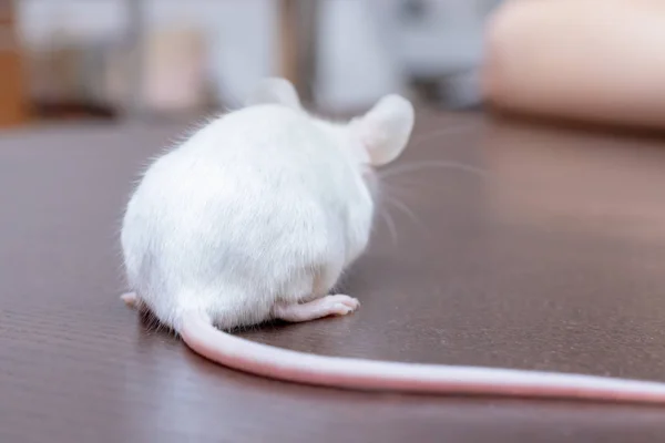かわいい小さな白い実験室マウスと遊ぶ子供 — ストック写真