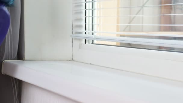 Καθαρισμός πλύσιμο παράθυρο περβάζι με ένα σπρέι υγιεινής και ένα σφουγγάρι από ένα γυναικείο χέρι σε μπλε καουτσούκ γάντι — Αρχείο Βίντεο