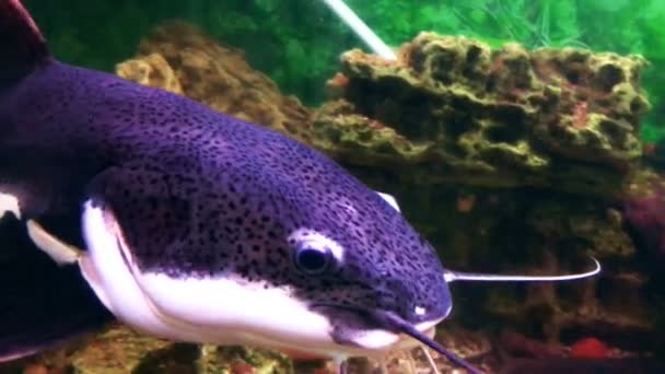Peixe Gato Grande Frractocefalia Move Lentamente Aquário Mundo Subaquático Perto — Vídeo de Stock