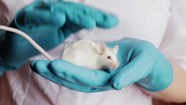 A scientist in blue rubber gloves holds and pets a white albino laboratory mouse — Stock Video