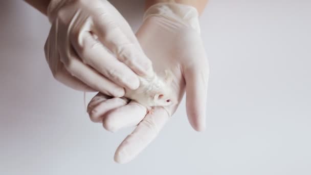 Bir bilim adamı beyaz lateks lastik eldiven tutar ve beyaz albino laboratuvar fare, insülin şırınga ile enjeksiyon yapmaya hazır inceliyor — Stok video