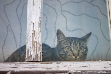 Soyulması boya ile eski beyaz ahşap çerçeve içeren bir pencere arkasında oturan bir şeritli, tekir kedi.