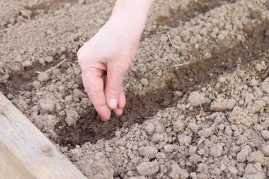 Kara, bahar bahçe sebze dikim içinde tohum Ekim el.