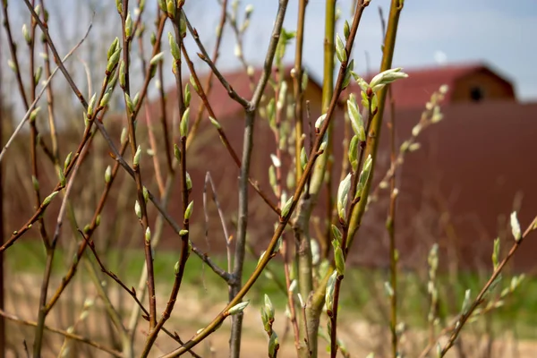 Pequenos Botões Verdes Ramos Salgueiro Primavera Perto — Fotografia de Stock