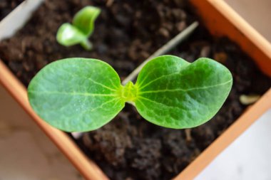 Baharda bir tencereye büyüyen fide küçük yeşil kabak Fideler, yakın çekim.