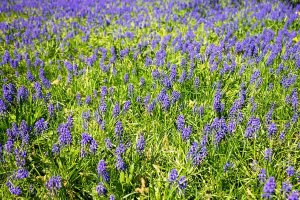 Fondo Pequeñas Flores Azules Ratón Jacinto Almizclero Floreciendo Parque Primavera —  Fotos de Stock