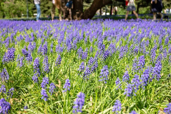 Fondo Pequeñas Flores Azules Ratón Jacinto Almizclero Floreciendo Parque Primavera —  Fotos de Stock