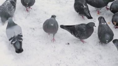 Büyük grup yürüyüş güvercin yere gagalamayı kaplı kar ve seyir ile yemek ve ekmek kış için