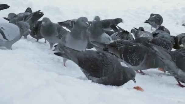 Stor grupp duvor promenader, picka på marken täckt med snö och tittar för mat och bröd på vintern — Stockvideo